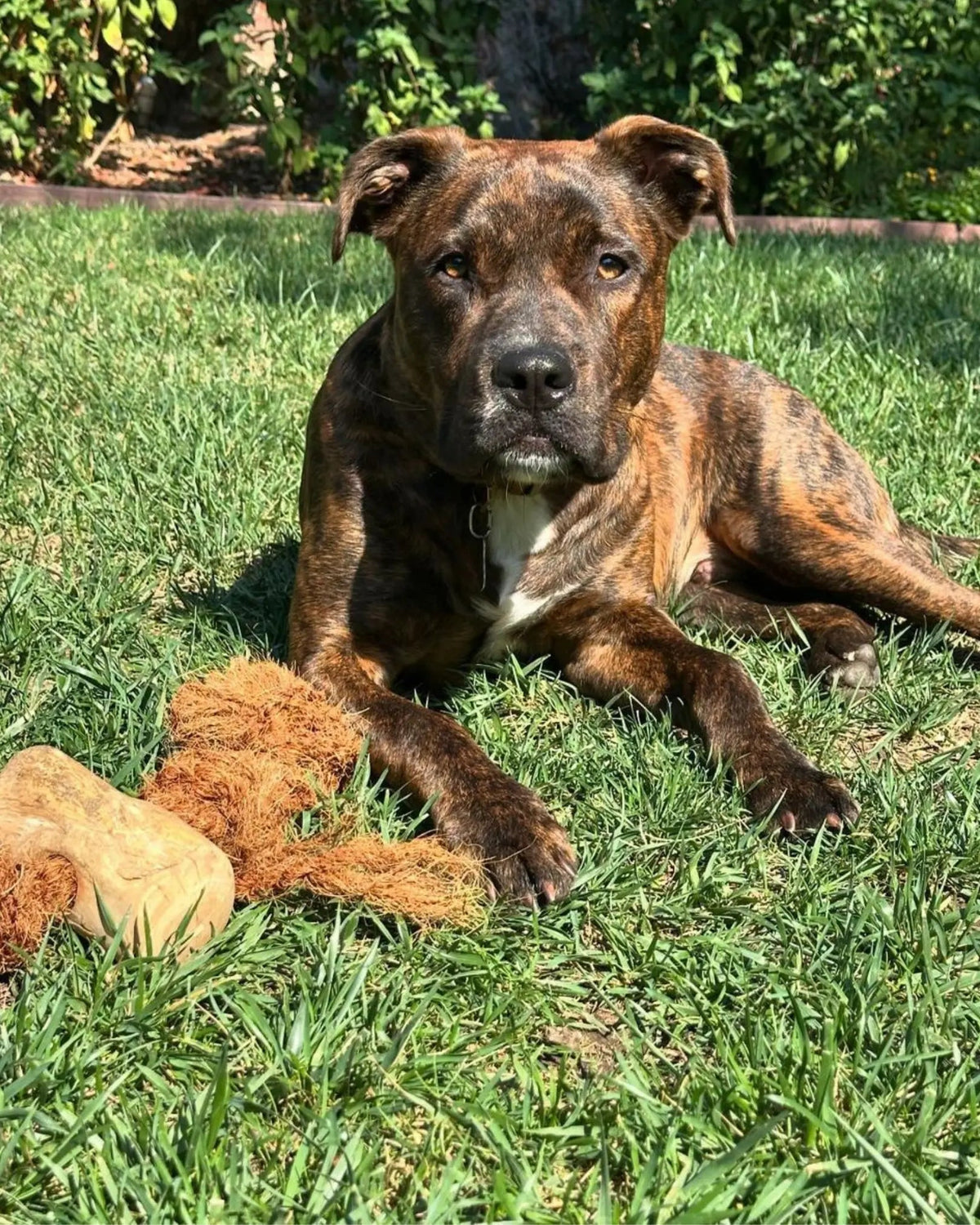 Coconut Rope and Coffee Wood Dog Chew Toy product image 19
