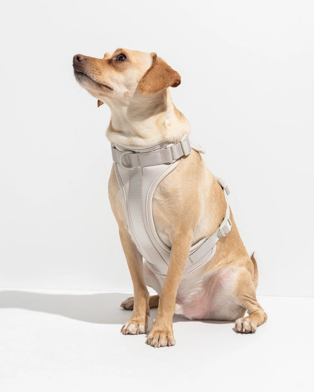 Dog Harness product image 21
