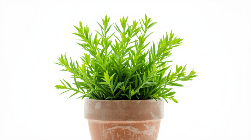 Live Anacharis Aquarium Plant product image 21