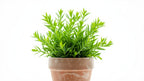 Live Anacharis Aquarium Plant product image 21