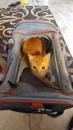 Soft-Sided Airline Pet Carrier for Cats and Small Dogs with Mesh Ventilation and Expandable Port product image 22