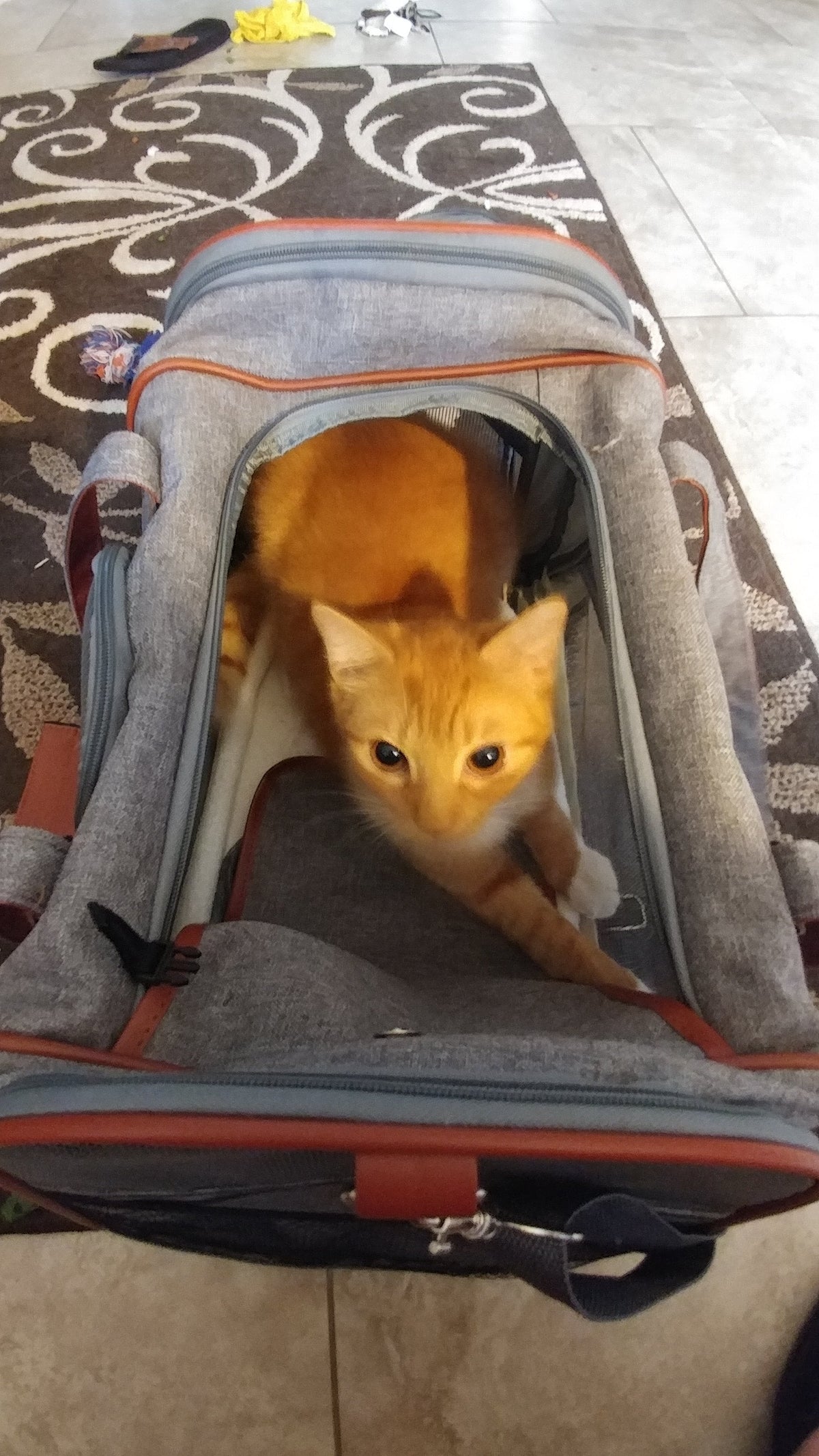 Soft-Sided Airline Pet Carrier for Cats and Small Dogs with Mesh Ventilation and Expandable Port product image 22