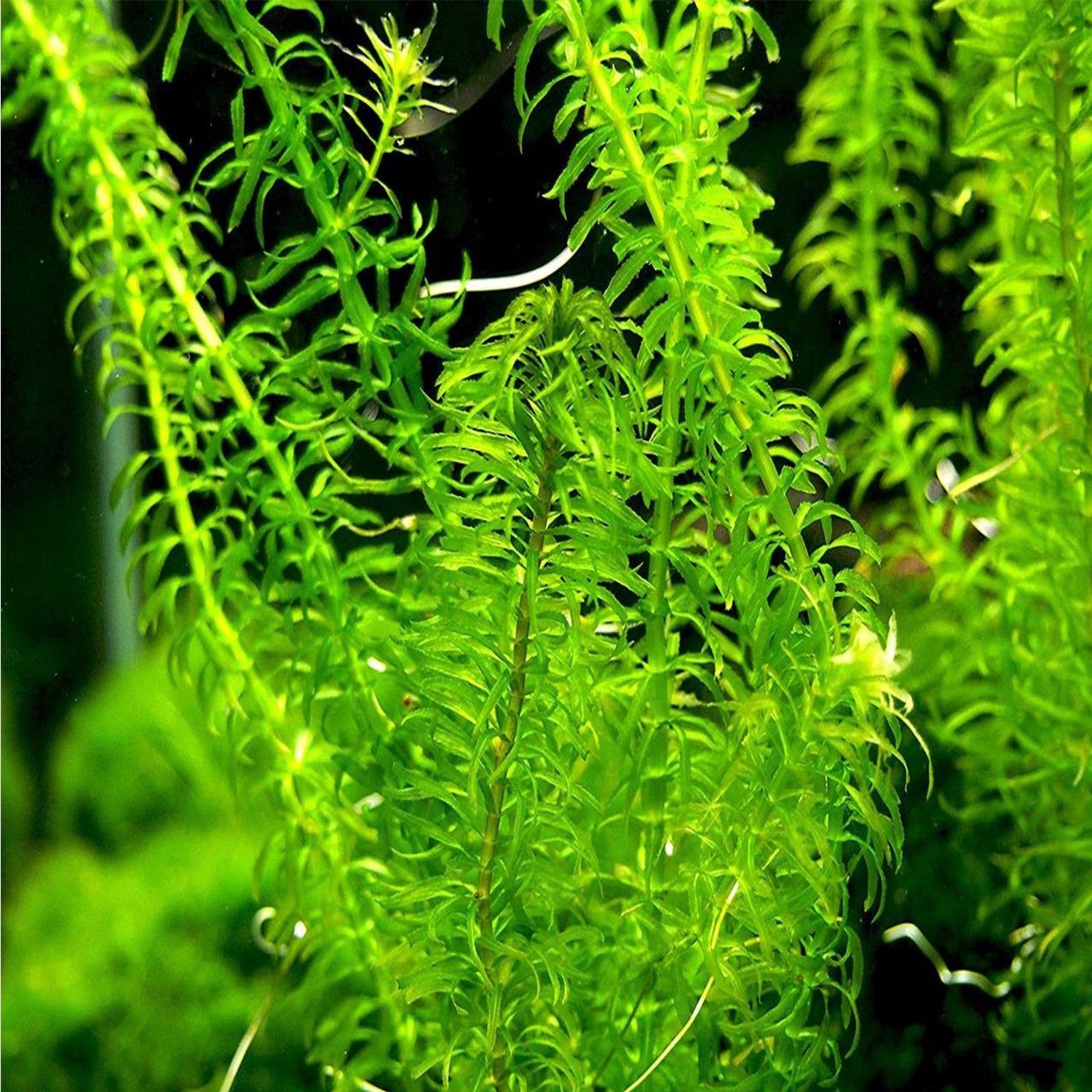 Live Anacharis Aquarium Plant product image 22
