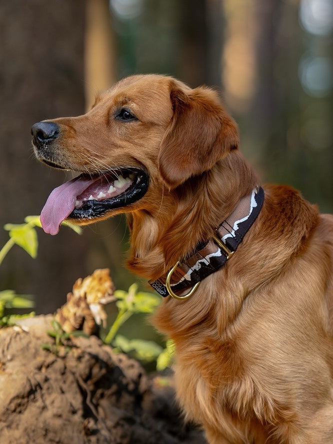 Martingale Dog Collar product image 22