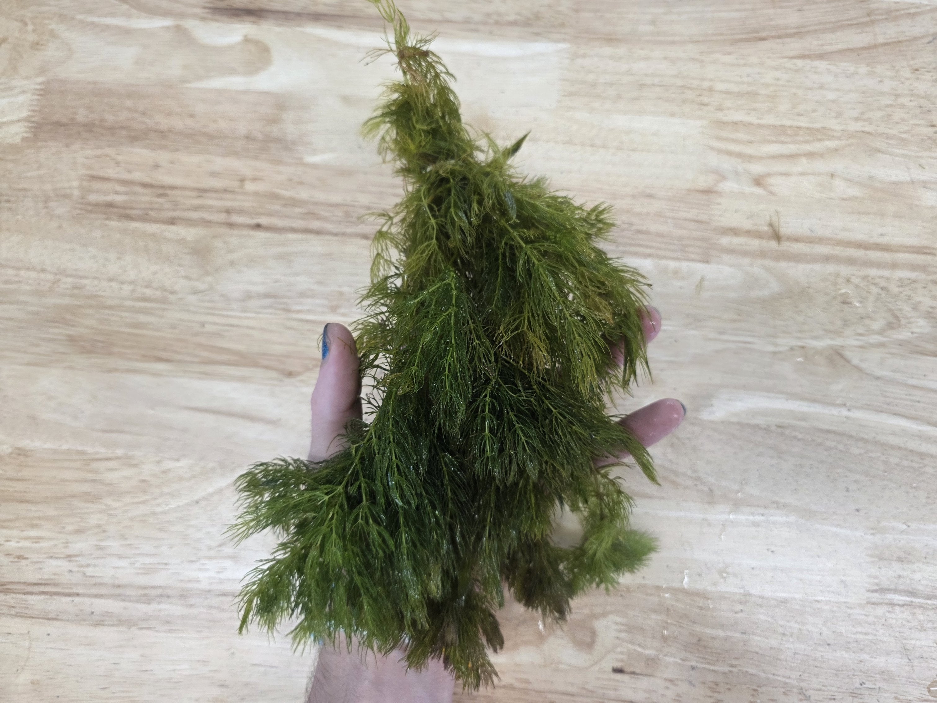 Live Hornwort Aquarium Plant Bunches for Floating or Planted Freshwater Tanks, Packs of Three or Six source image 23