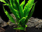 Live Java Fern Aquarium Plant for Low-Light Freshwater Tanks, Bare Root and Mounted Formats source image 23