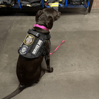Heavy-Duty Tactical No-Pull Dog Harness with Dual D-Ring Control and Quick-Release Metal Buckles product image 23