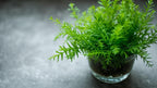 Live Anacharis Aquarium Plant product image 23
