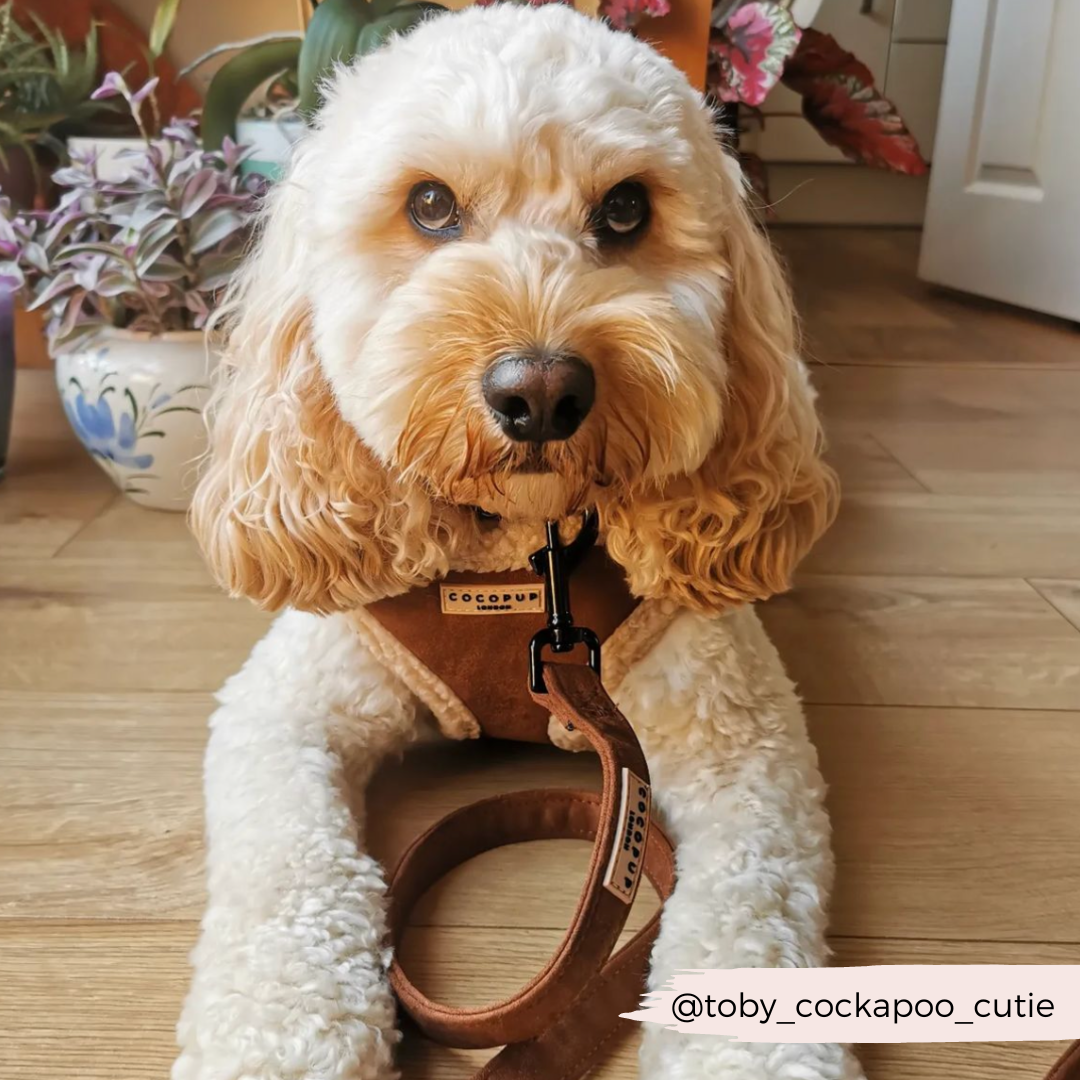 Adjustable Neck Dog Harness, Brown Faux Suede Walking Vest with Soft Fluffy Trim in XXS to Large Sizes source image 24