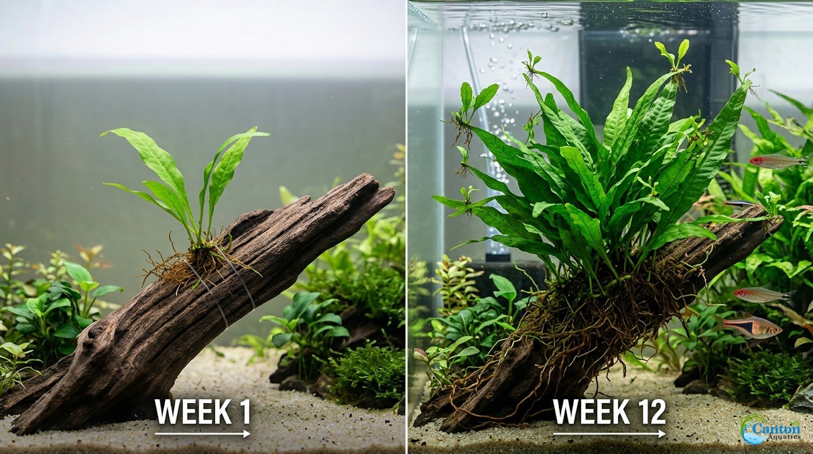 Live Java Fern Aquarium Plant for Low-Light Freshwater Tanks, Bare Root and Mounted Formats source image 24