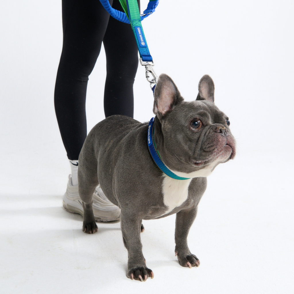 Hands-Free Dog Leash and Waste Bag Holder Set, Bungee Control and Dual Handles for Everyday Walks source image 24