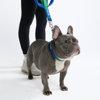 Hands-Free Dog Leash and Waste Bag Holder Set, Bungee Control and Dual Handles for Everyday Walks source image 24