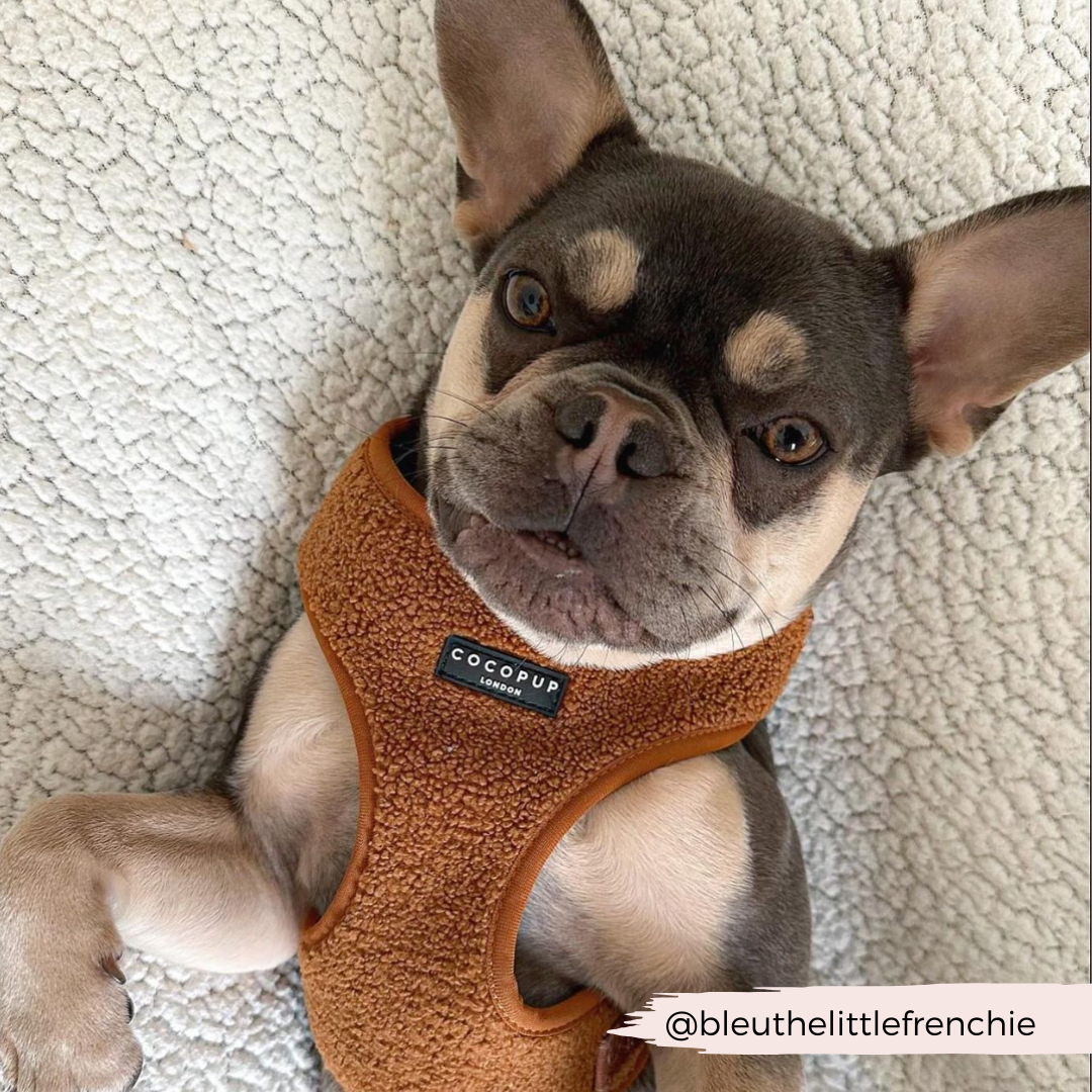Adjustable Neck Dog Harness in Teddy Texture, Lightweight Walking Vest for XXS to Large Dogs source image 24