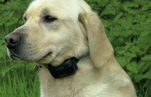 Rechargeable Electric Dog Fence System with Heavy-Duty Boundary Wire for One to Three Dogs and Large Yards source image 24
