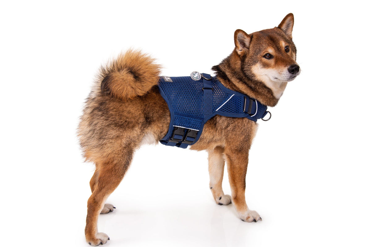 Martingale Dog Harness product image 24