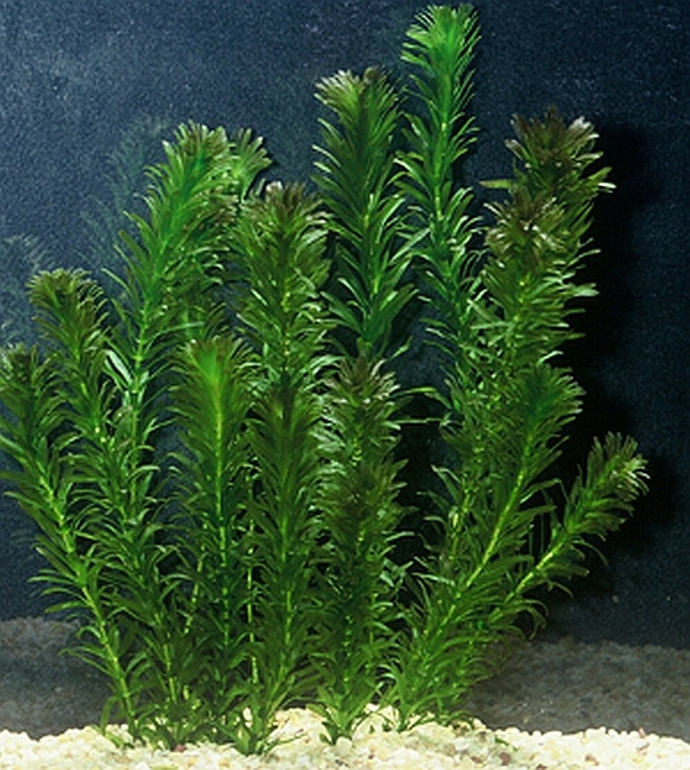 Live Anacharis Aquarium Plant product image 24