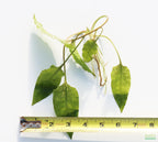Cryptocoryne Aquarium Plant Pack product image 20