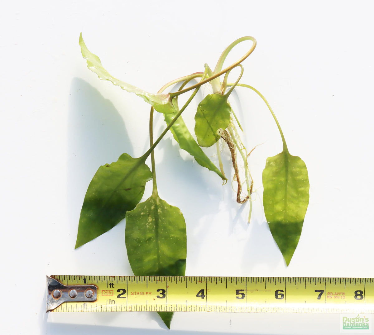 Cryptocoryne Aquarium Plant Pack product image 20