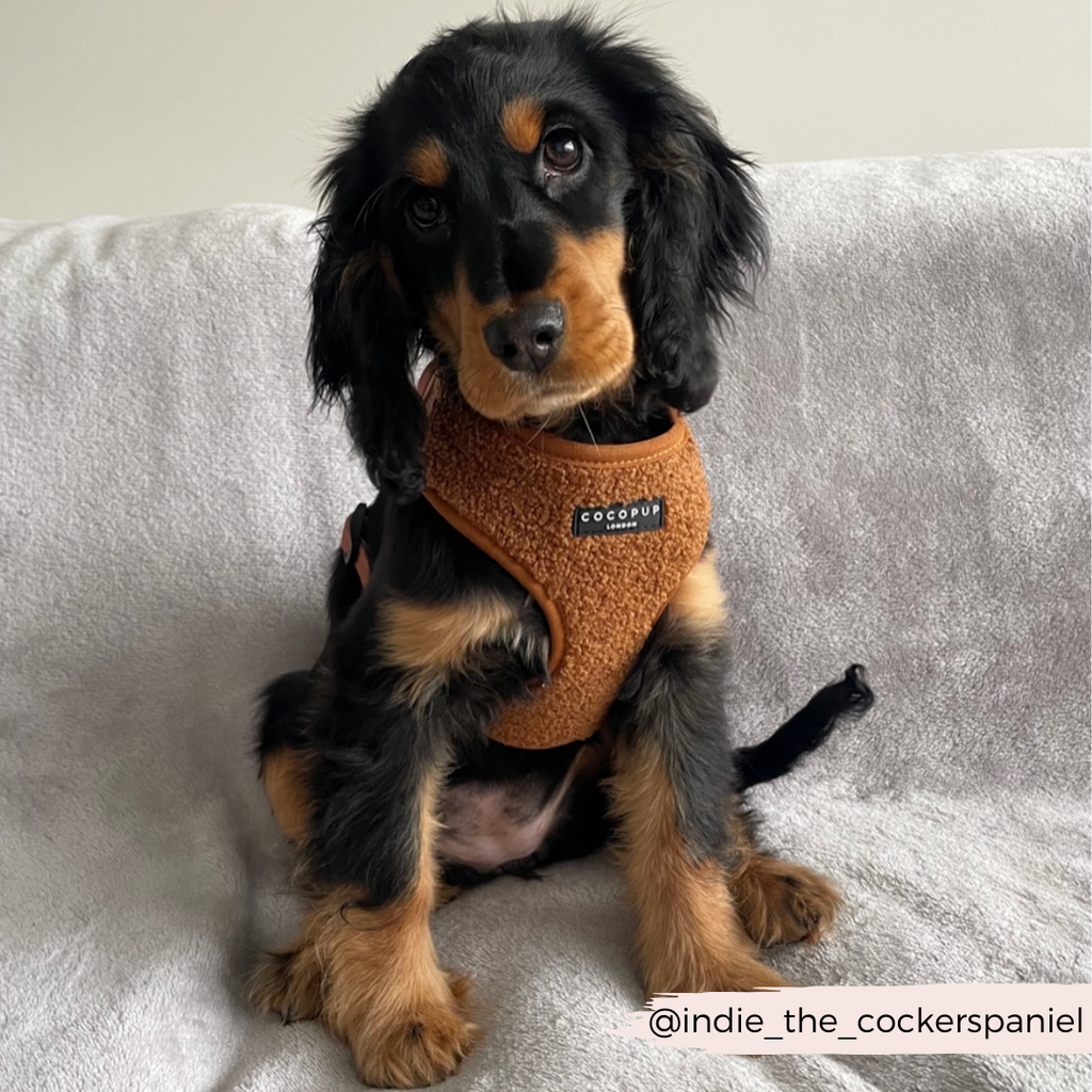 Adjustable Neck Dog Harness in Teddy Texture, Lightweight Walking Vest for XXS to Large Dogs source image 25