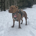 Heavy-Duty Tactical No-Pull Dog Harness with Dual D-Ring Control and Quick-Release Metal Buckles product image 25