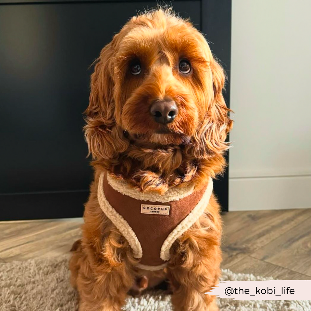 Adjustable Neck Dog Harness, Brown Faux Suede Walking Vest with Soft Fluffy Trim in XXS to Large Sizes source image 25