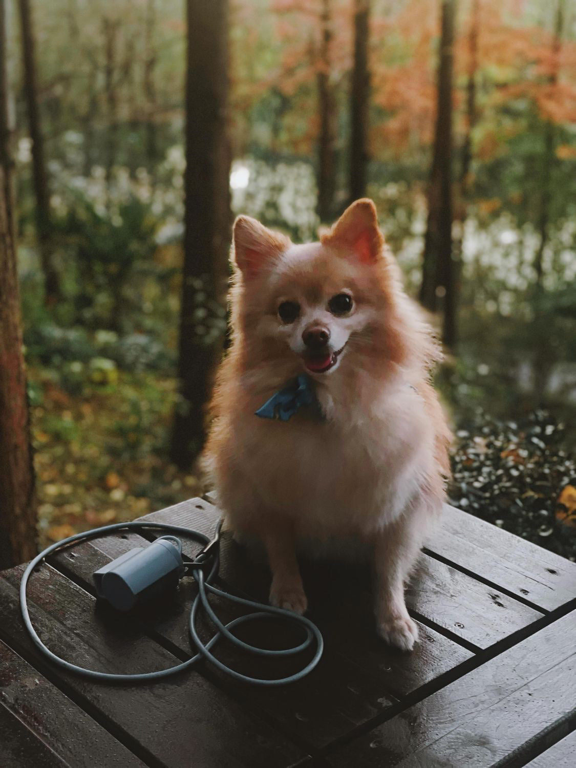 Silicone Dog Waste Bag Holder, One-Handed Dispenser with Dual Leash Attachments and 45 Included Bags source image 25