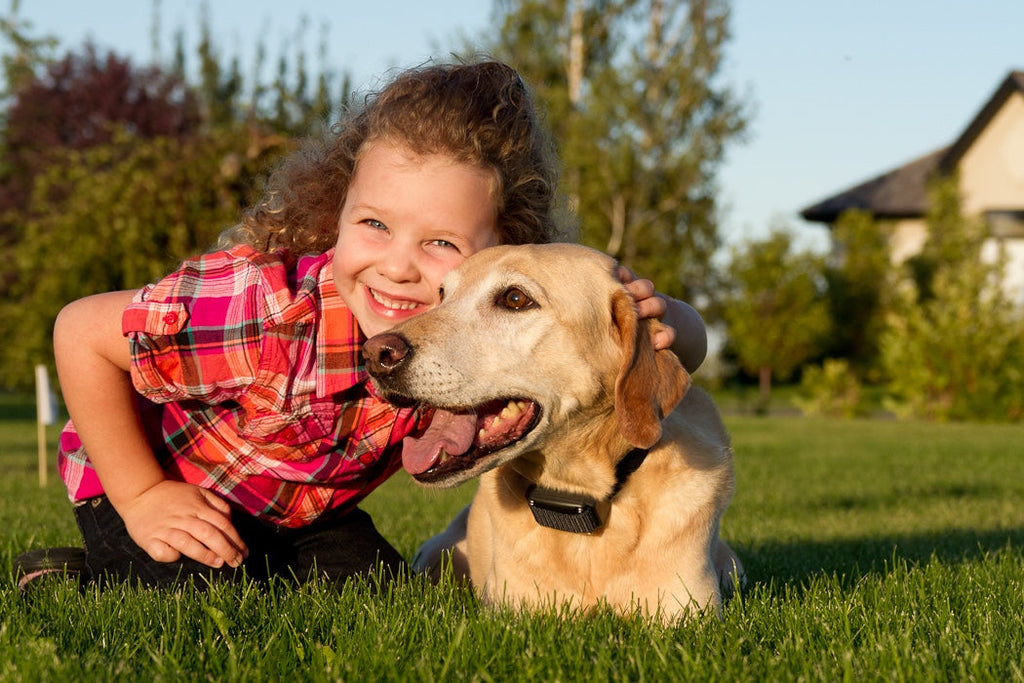 Rechargeable Electric Dog Fence System with Heavy-Duty Boundary Wire for One to Three Dogs and Large Yards source image 25