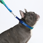 Cushioned Martingale Dog Collar for Gentle Leash Guidance, Limited-Cinch Design in Five Sizes source image 25
