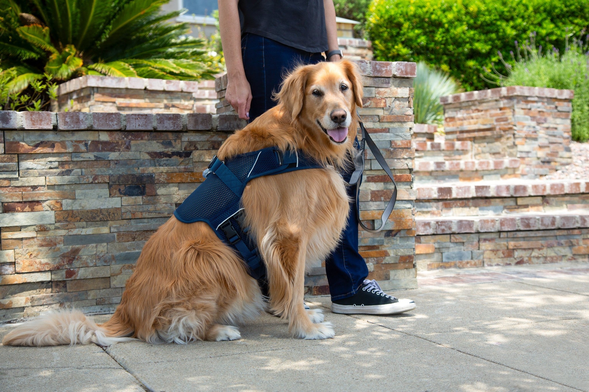 Martingale Dog Harness product image 25