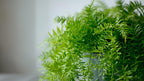 Live Anacharis Aquarium Plant product image 25