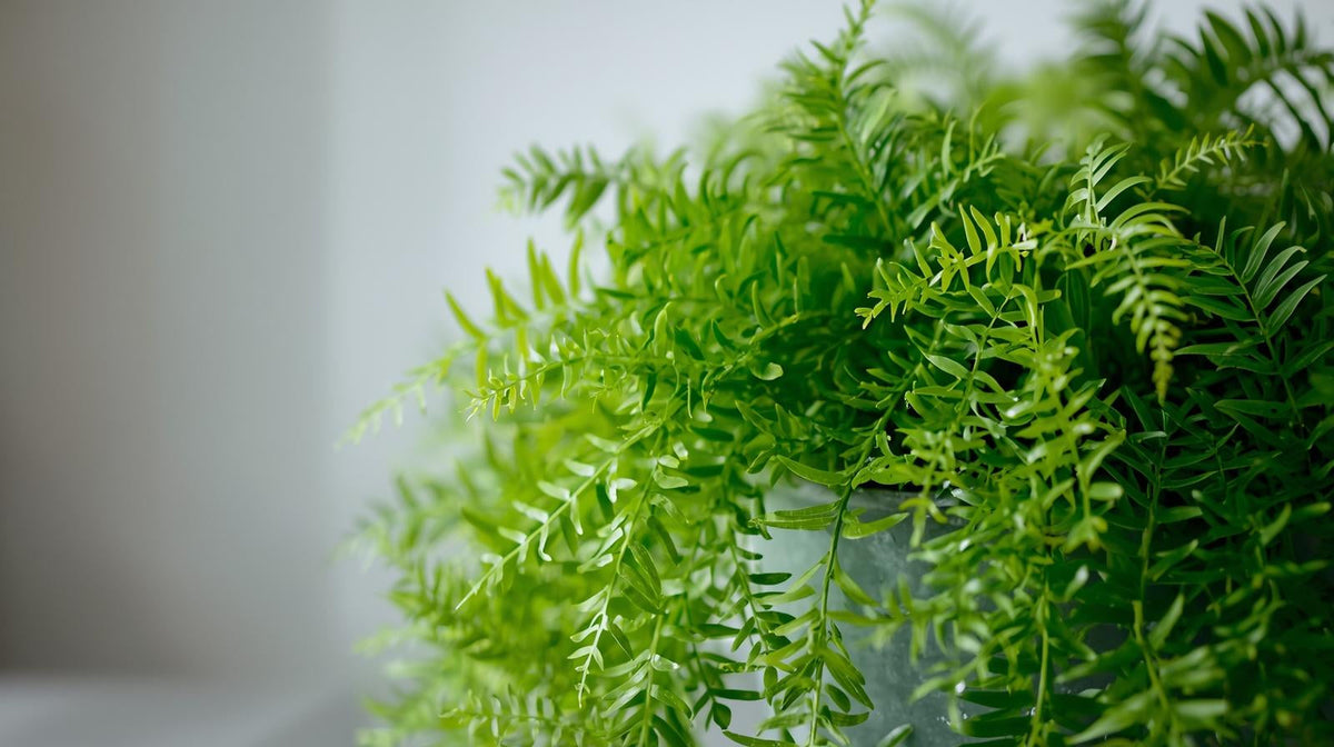 Live Anacharis Aquarium Plant product image 25
