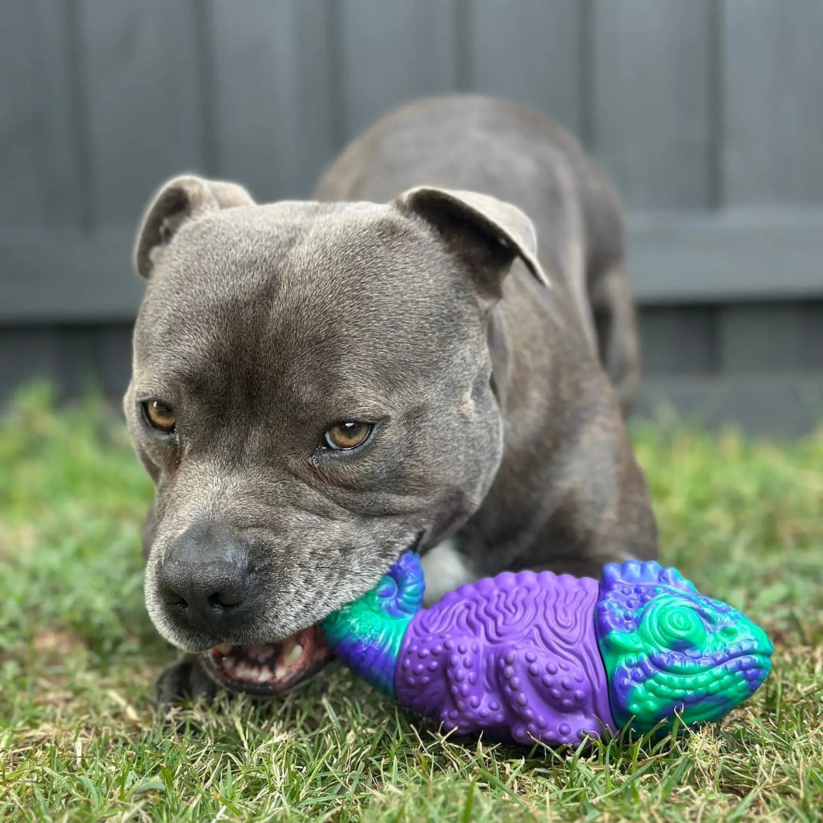 Dog Toy Collection product image 25