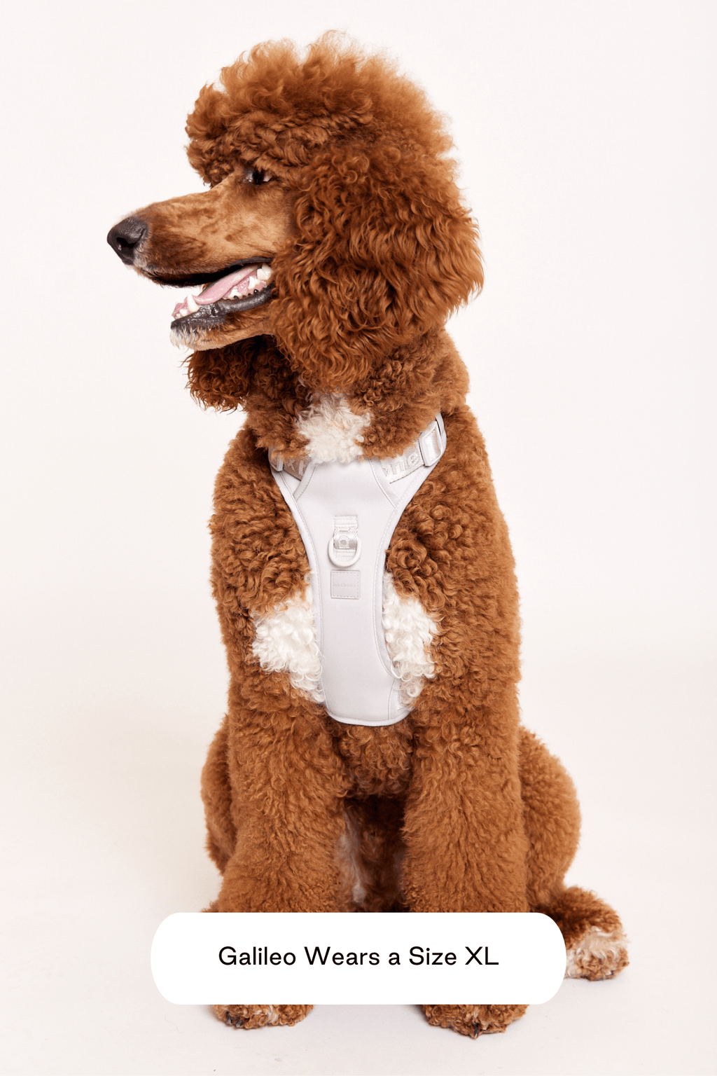 Hands-Free Dog Walking Set for Waist or Shoulder Wear, Neoprene Harness and Compact Pouch Bundle source image 26