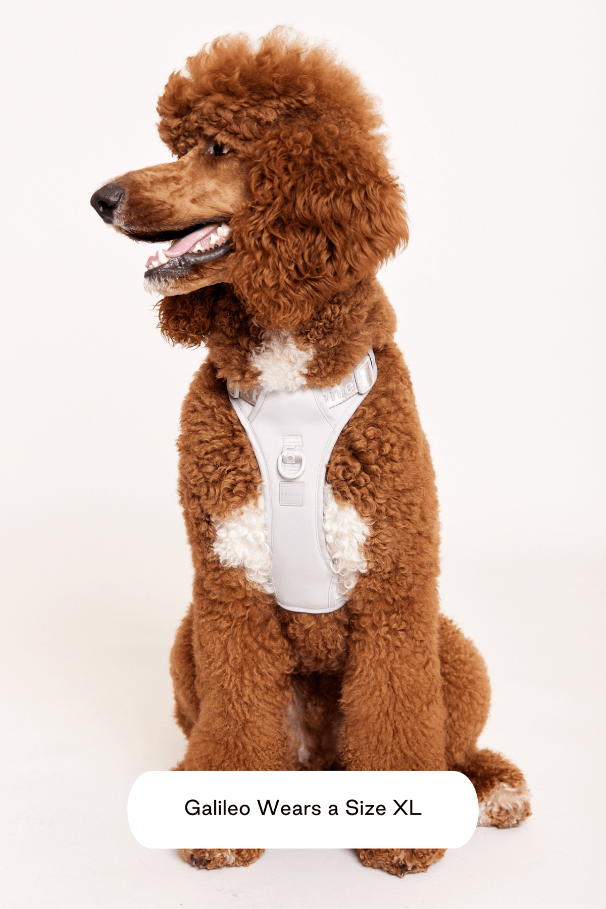Hands-Free Dog Walking Set for Waist or Shoulder Wear, Neoprene Harness and Compact Pouch Bundle source image 26