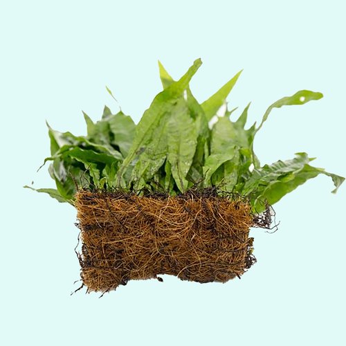 Live Java Fern Aquarium Plant for Low-Light Freshwater Tanks, Bare Root and Mounted Formats source image 26