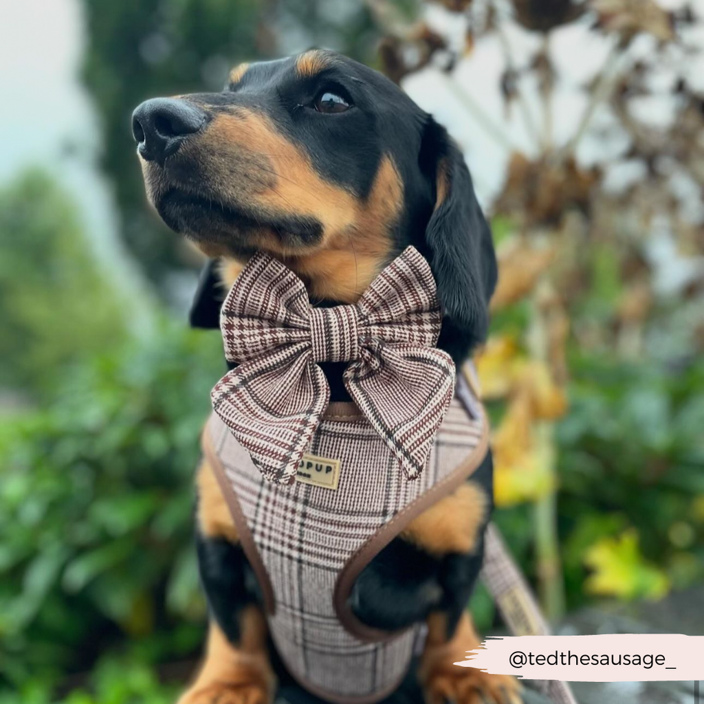 Adjustable Plaid Dog Harness for Comfortable Walks, Lightweight Polyester Design in Five Sizes source image 26