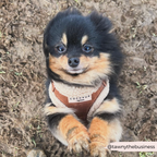 Adjustable Neck Dog Harness, Brown Faux Suede Walking Vest with Soft Fluffy Trim in XXS to Large Sizes source image 26