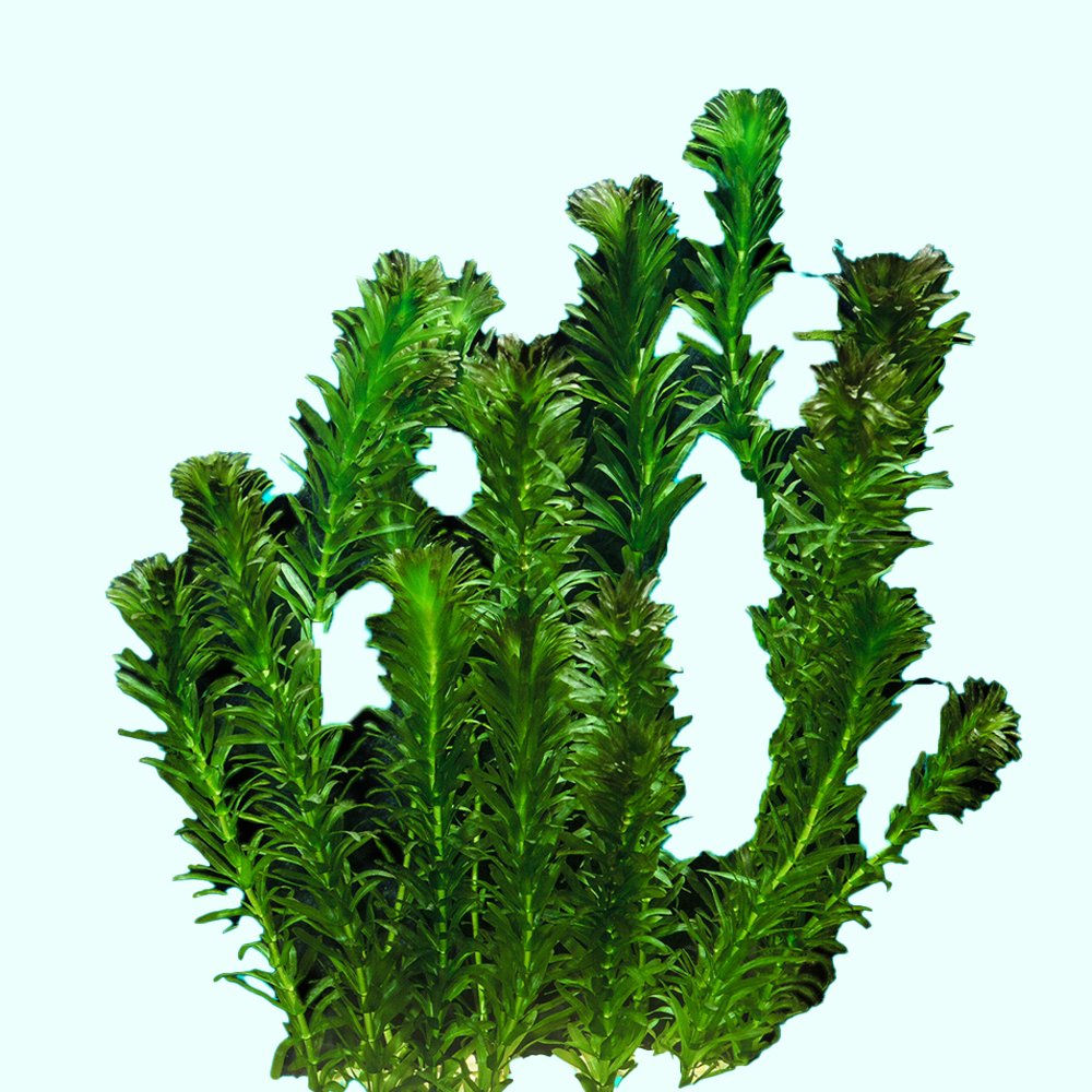 Live Anacharis Aquarium Plant product image 26