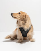 Dog Harness product image 26
