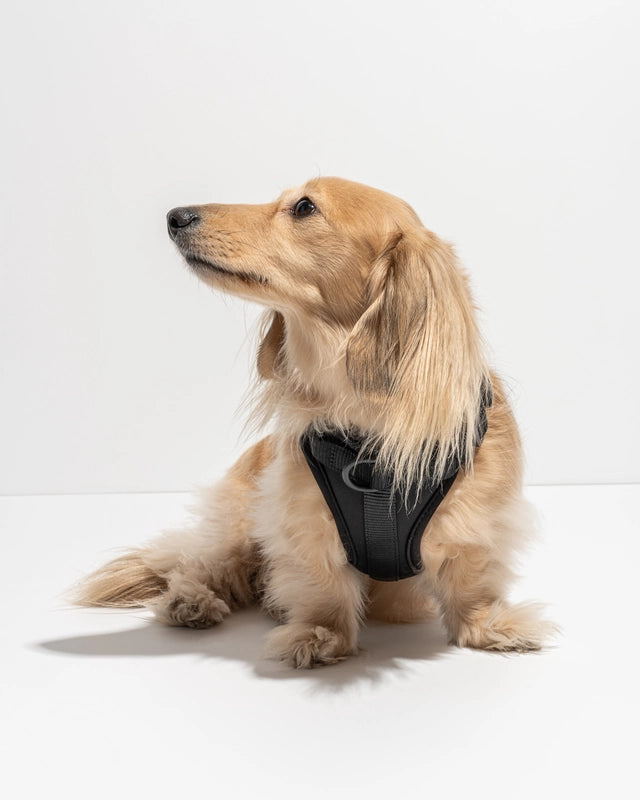 Dog Harness product image 26
