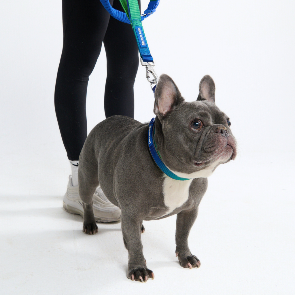 Cushioned Martingale Dog Collar for Gentle Leash Guidance, Limited-Cinch Design in Five Sizes source image 27