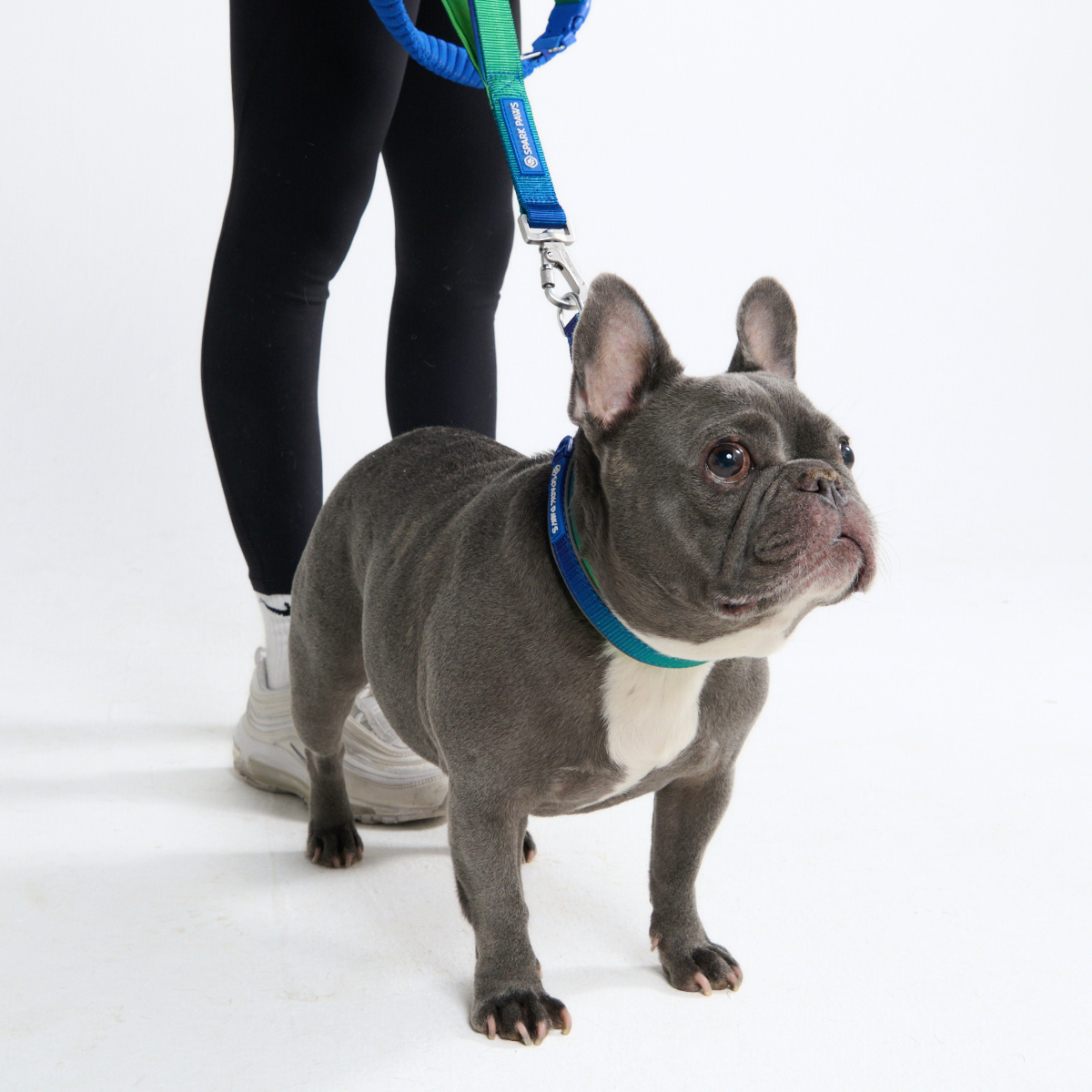Cushioned Martingale Dog Collar for Gentle Leash Guidance, Limited-Cinch Design in Five Sizes source image 27