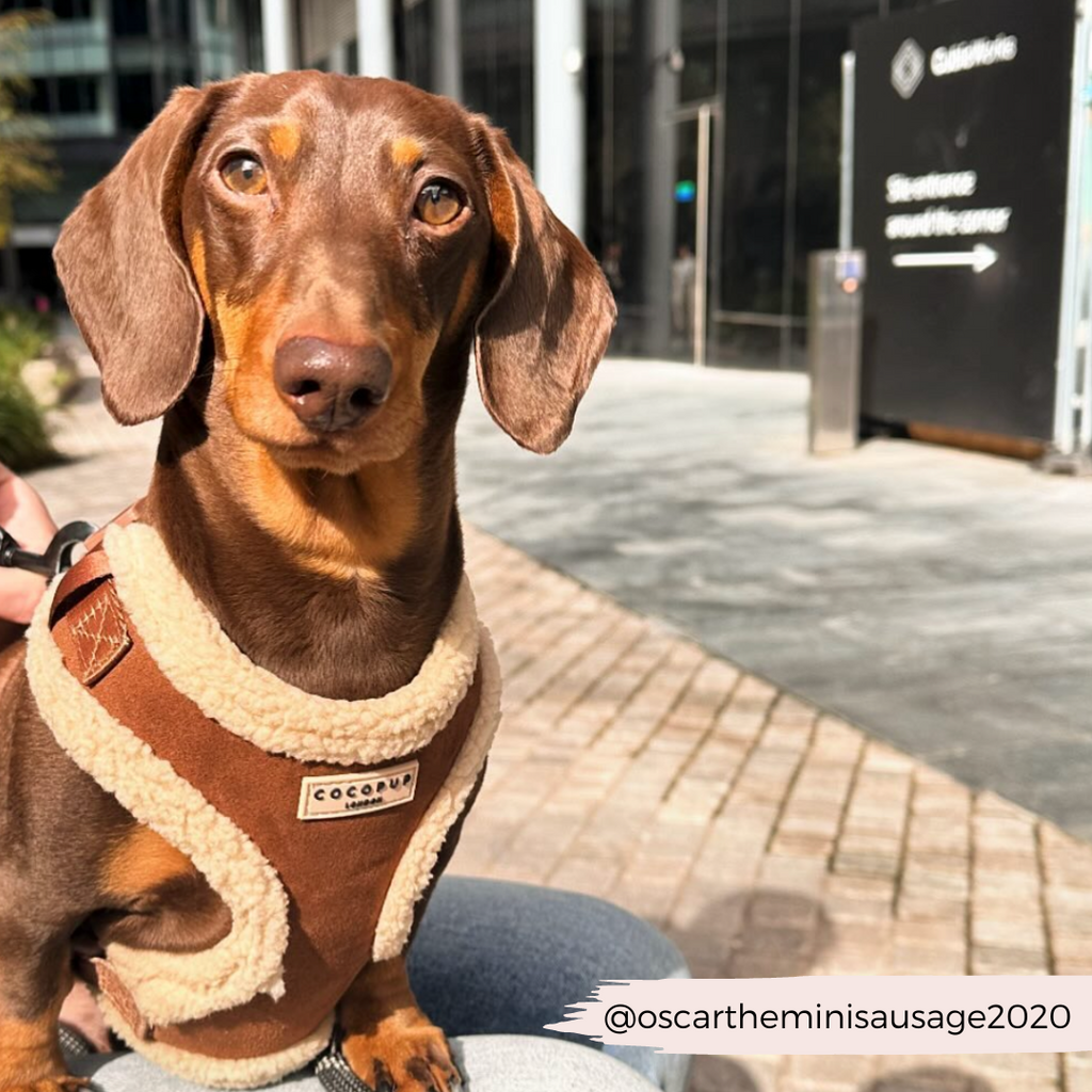 Adjustable Neck Dog Harness, Brown Faux Suede Walking Vest with Soft Fluffy Trim in XXS to Large Sizes source image 27
