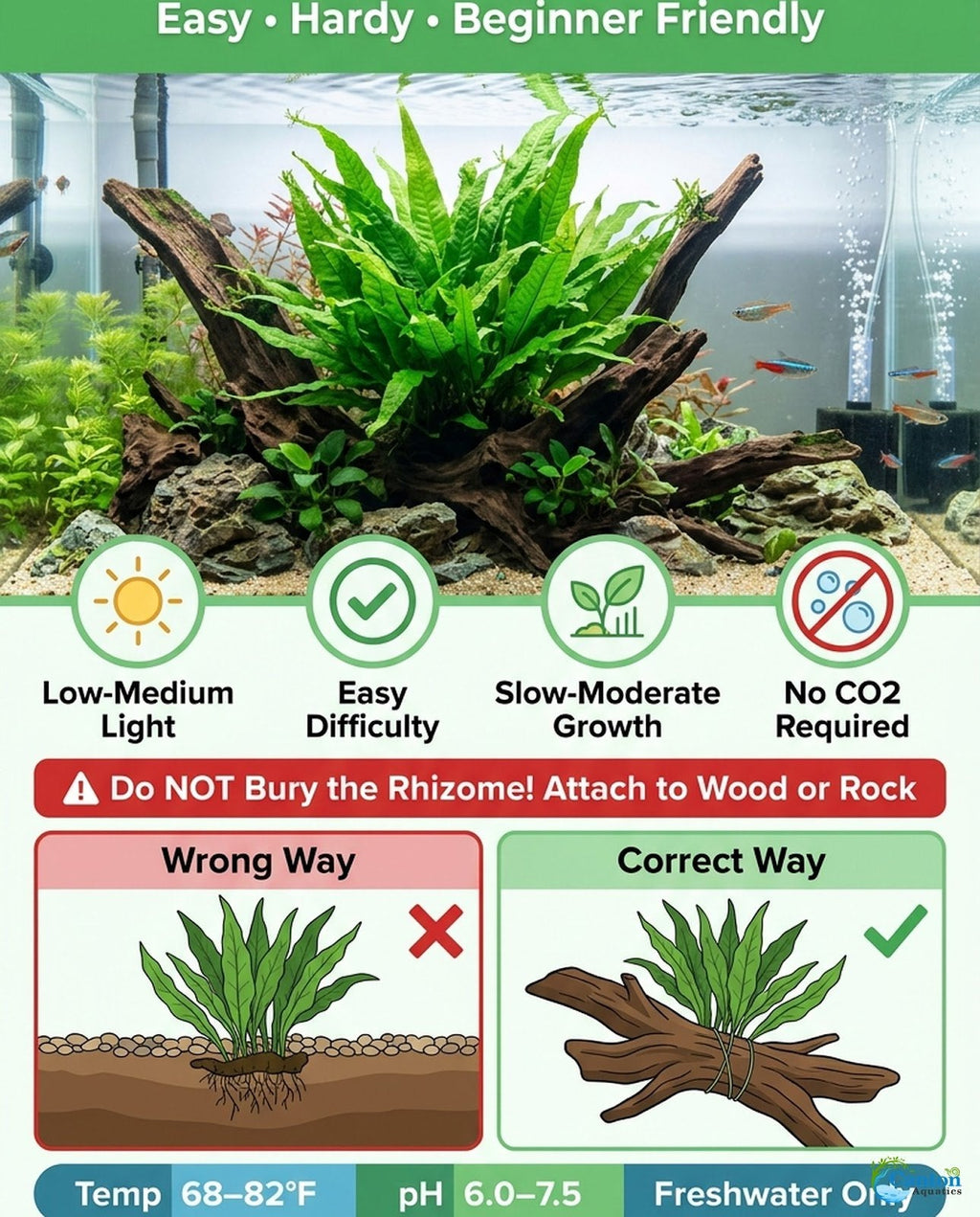 Live Java Fern Aquarium Plant for Low-Light Freshwater Tanks, Bare Root and Mounted Formats source image 27