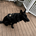 Heavy-Duty Tactical No-Pull Dog Harness with Dual D-Ring Control and Quick-Release Metal Buckles product image 27