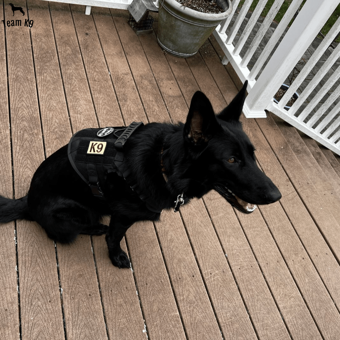 Heavy-Duty Tactical No-Pull Dog Harness with Dual D-Ring Control and Quick-Release Metal Buckles product image 27