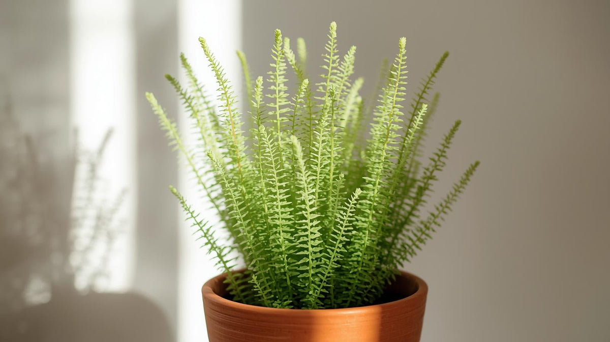 Live Anacharis Aquarium Plant product image 27