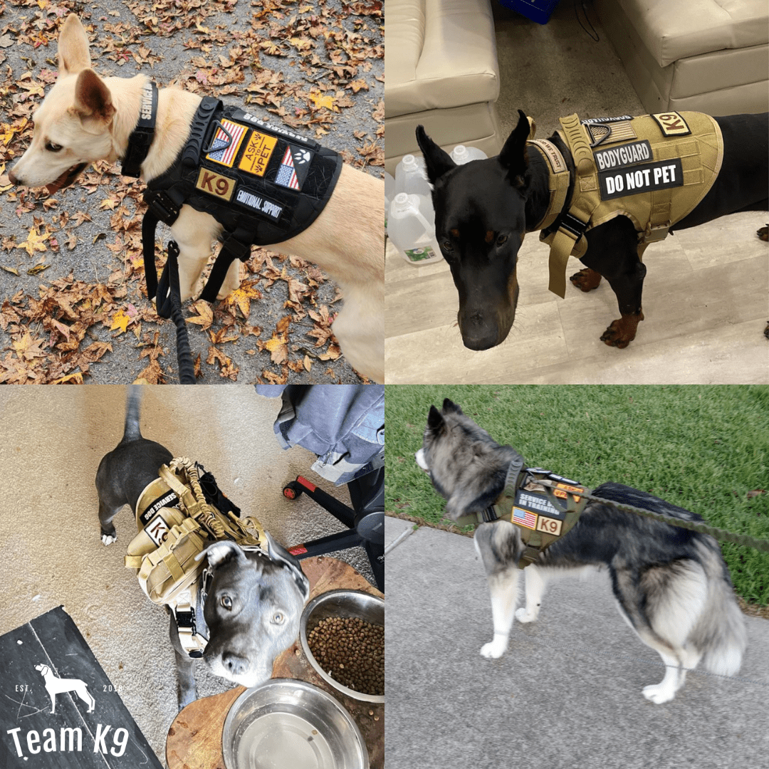 Heavy-Duty Tactical No-Pull Dog Harness with Dual D-Ring Control and Quick-Release Metal Buckles product image 28