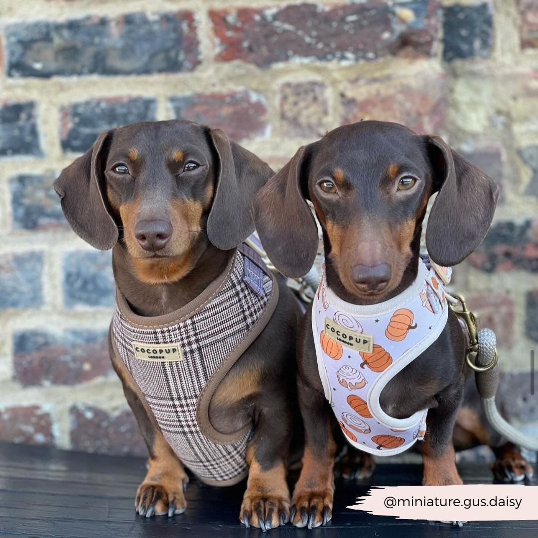 Adjustable Plaid Dog Harness for Comfortable Walks, Lightweight Polyester Design in Five Sizes source image 28