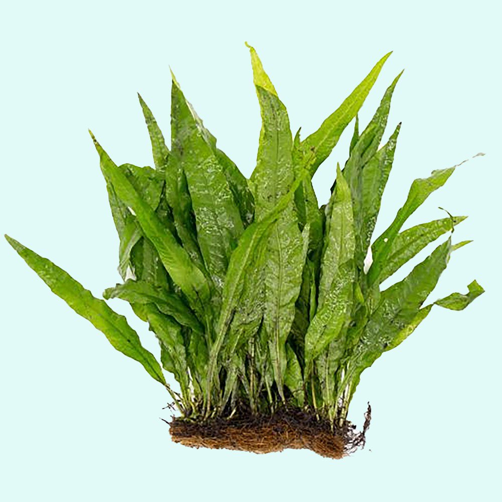 Live Java Fern Aquarium Plant for Low-Light Freshwater Tanks, Bare Root and Mounted Formats source image 28